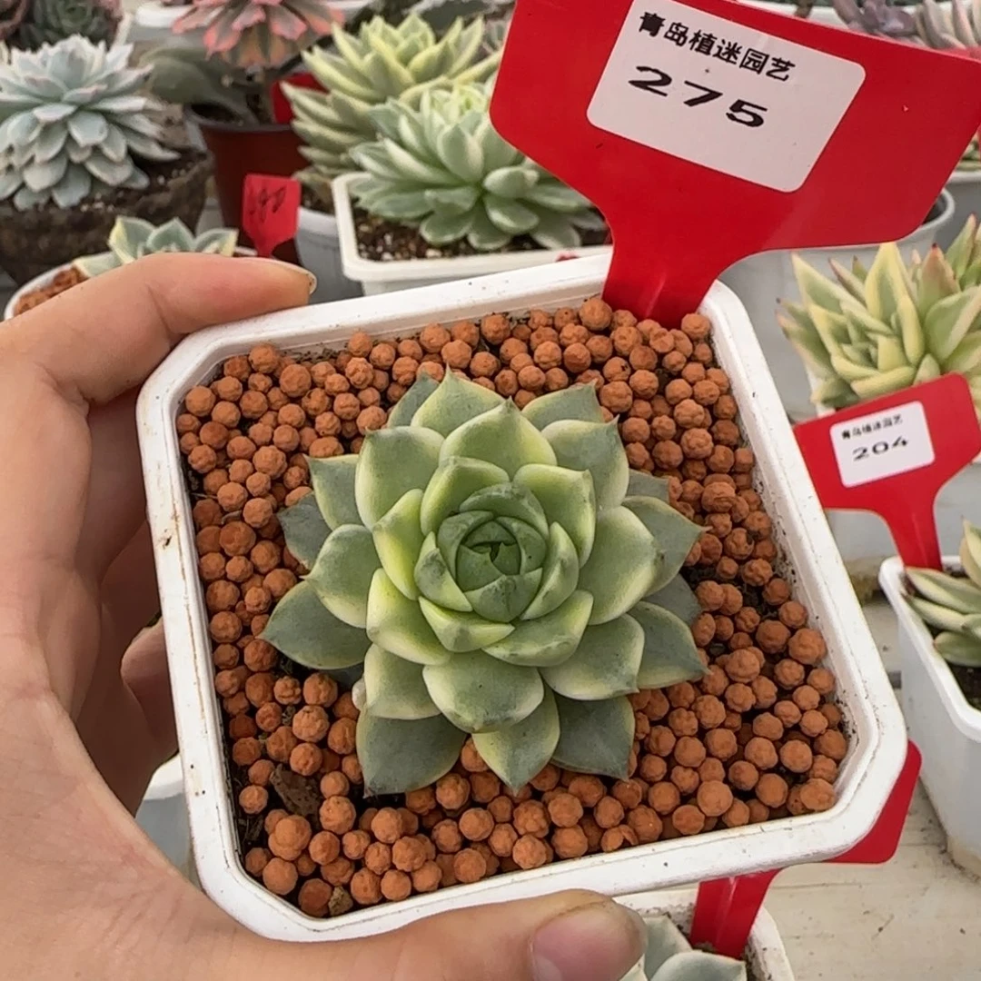 275法比奥拉锦多肉植物