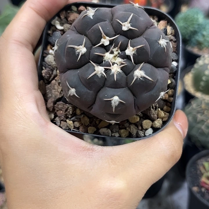 实生根黑紫铅皮仙人球