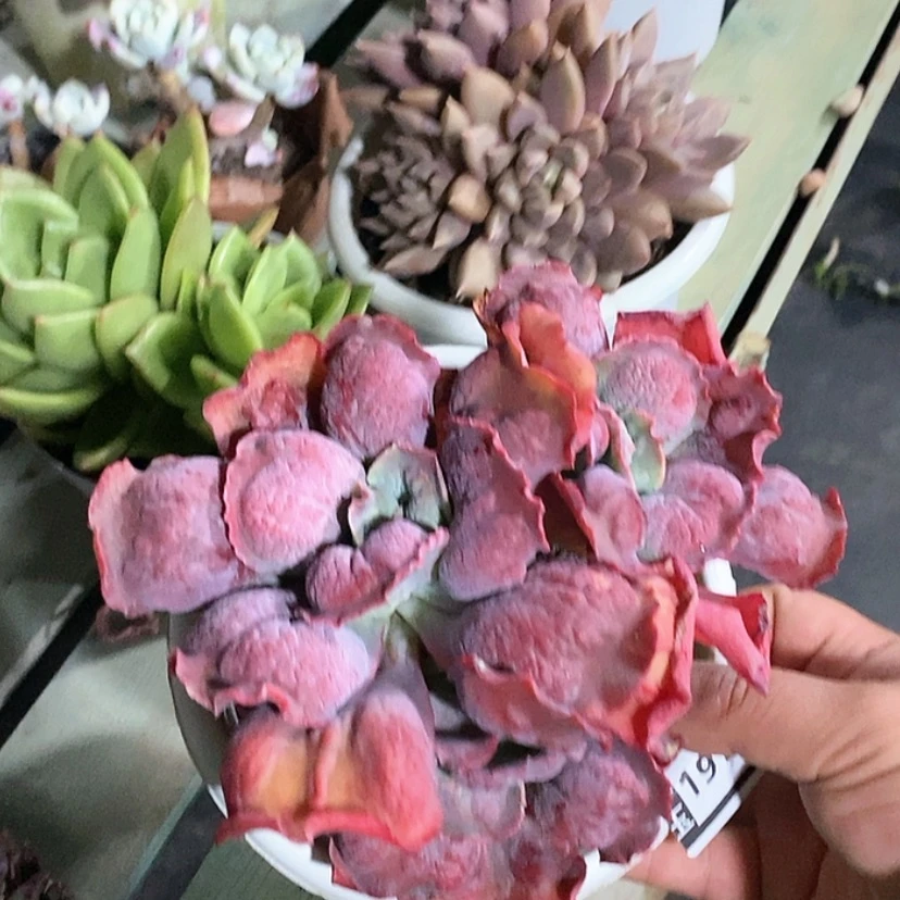 【闪购商品】男爵19170