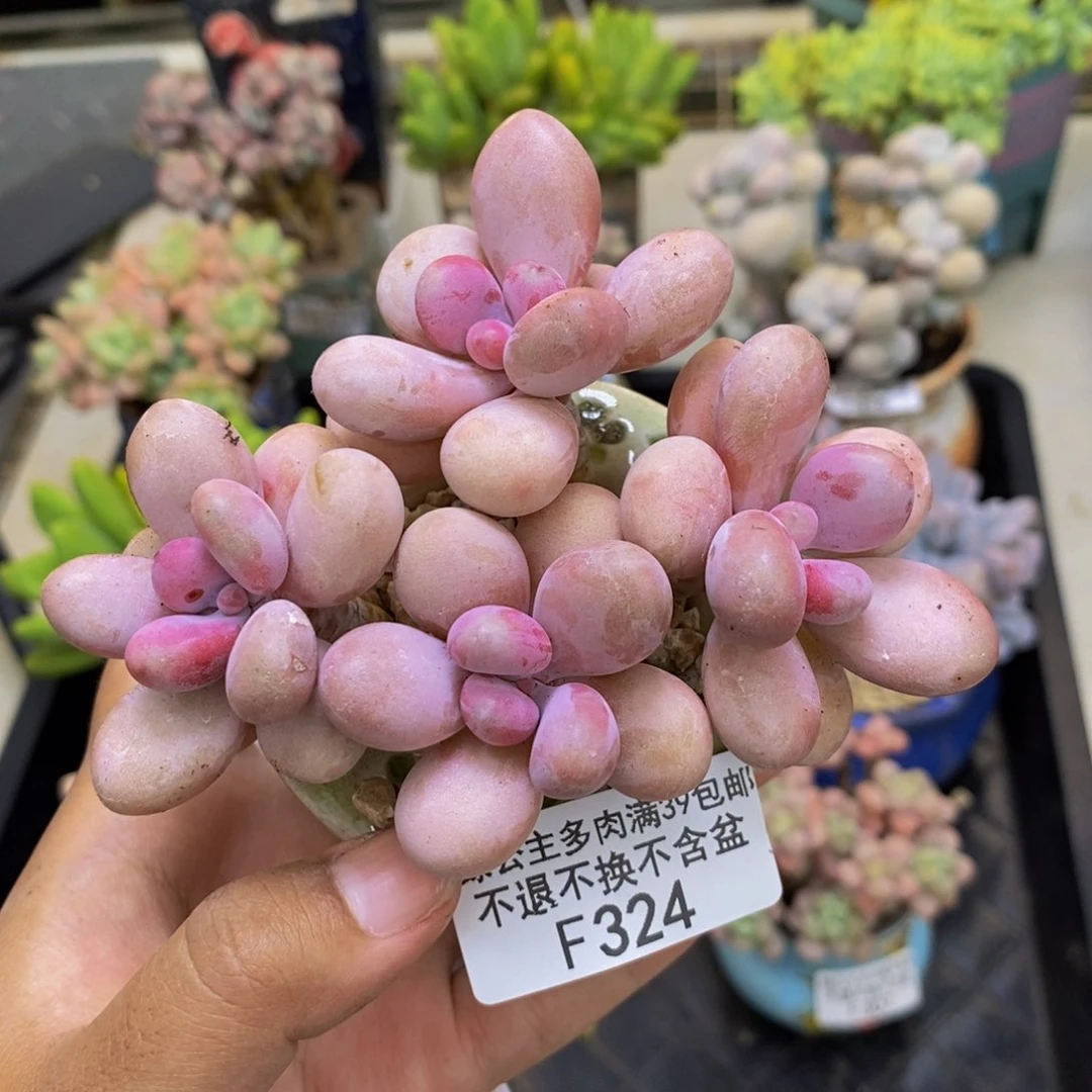 324糖果桃蛋多肉8cm