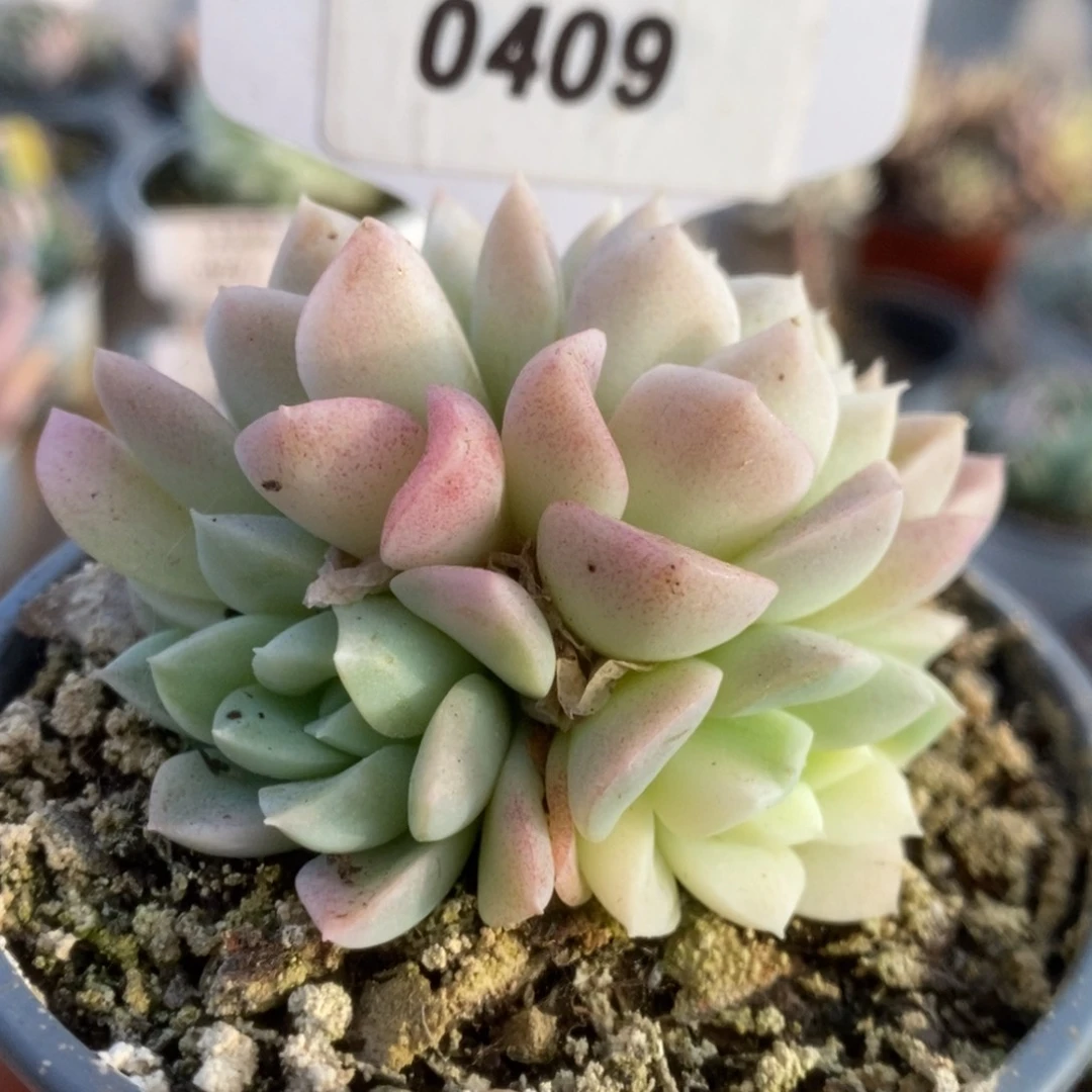 409杂锦锦锦锦锦锦