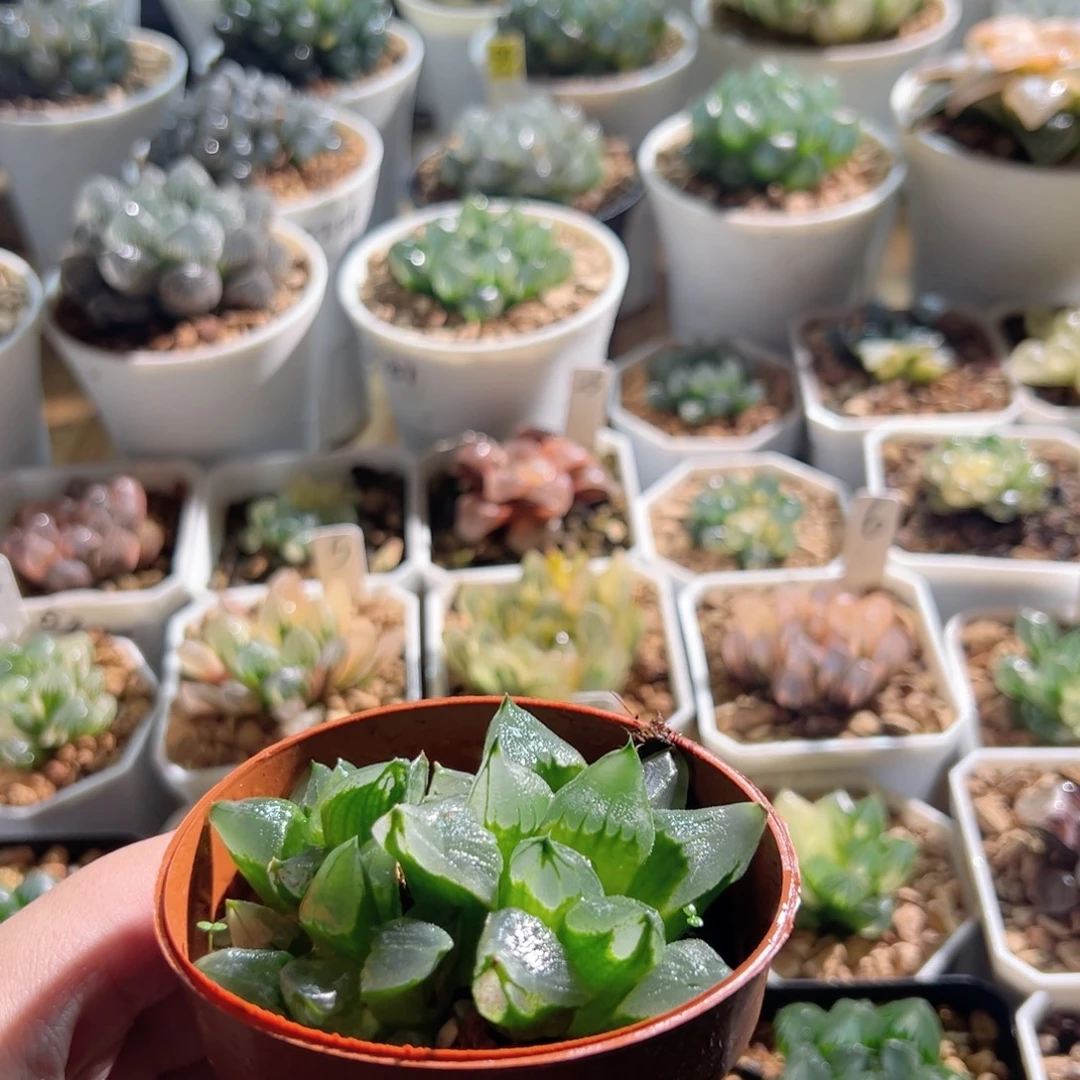 冰城寿多肉植物一颗