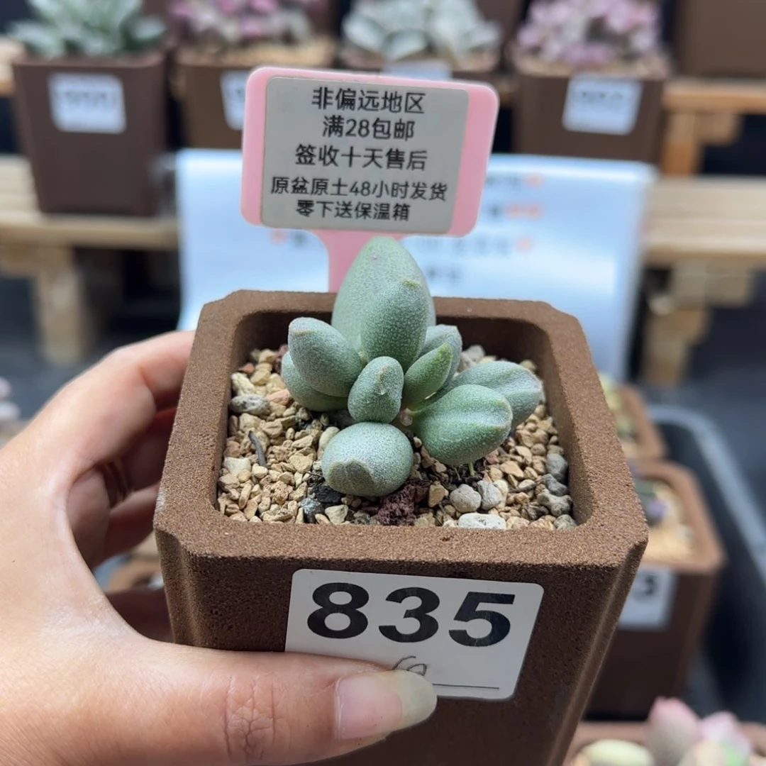 835哈密瓜多肉植物