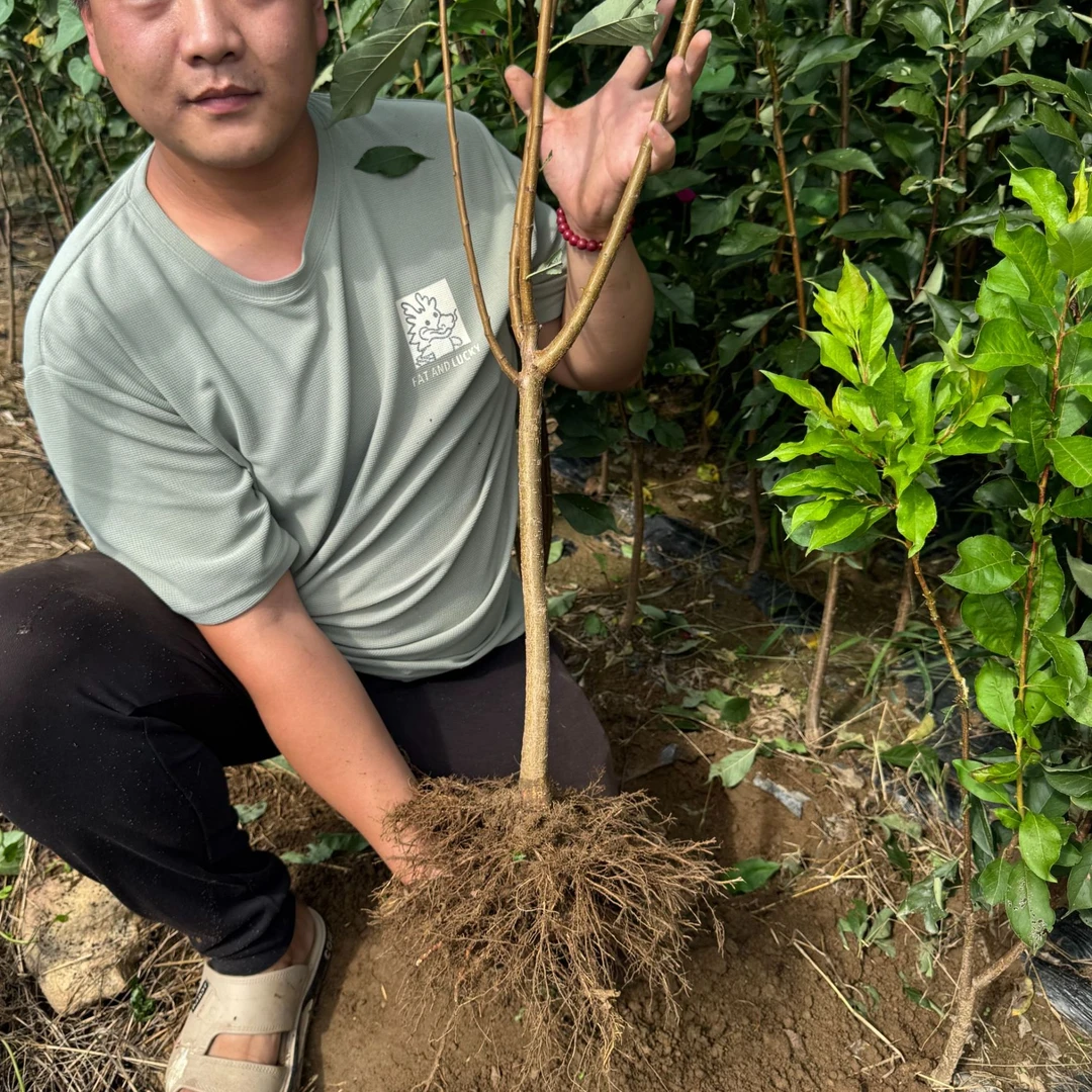 正宗嫁接蜂糖李嫁接李子树苗南北适宜盆栽地栽当年结果
