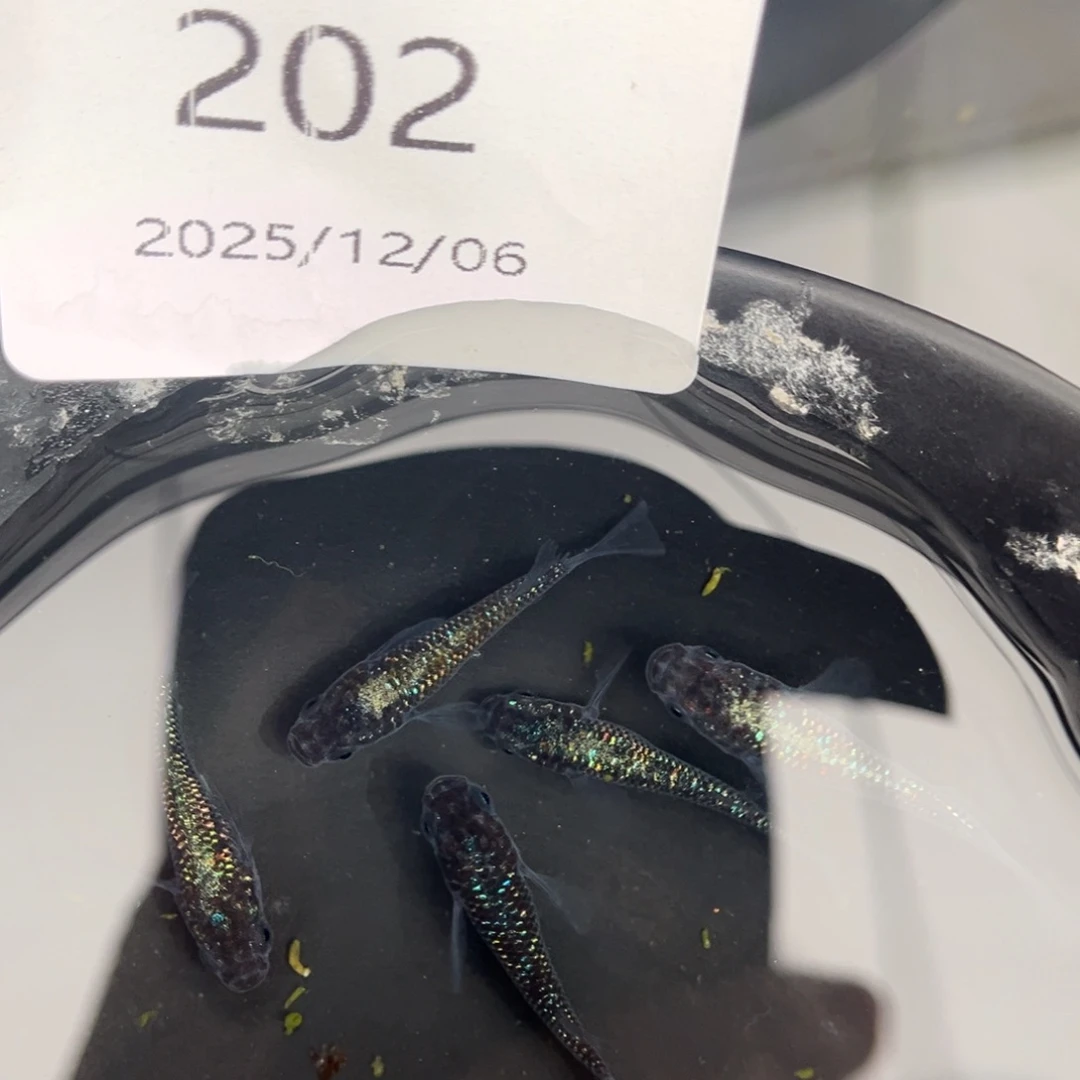 青鳉鱼202海王星短五尾