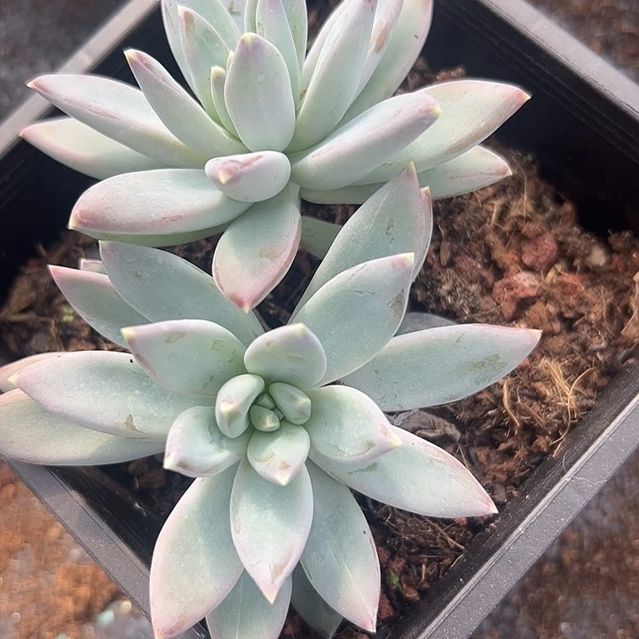 美人特价一物一拍