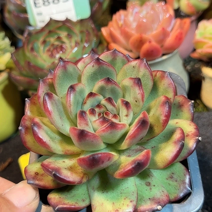 Tm惊鸿一物一拍包装收缩花旱