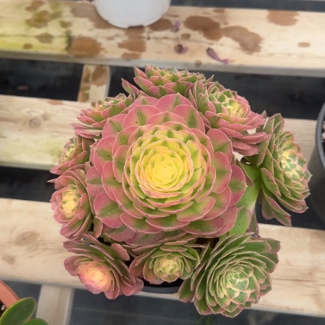 【闪购商品】法师多肉
