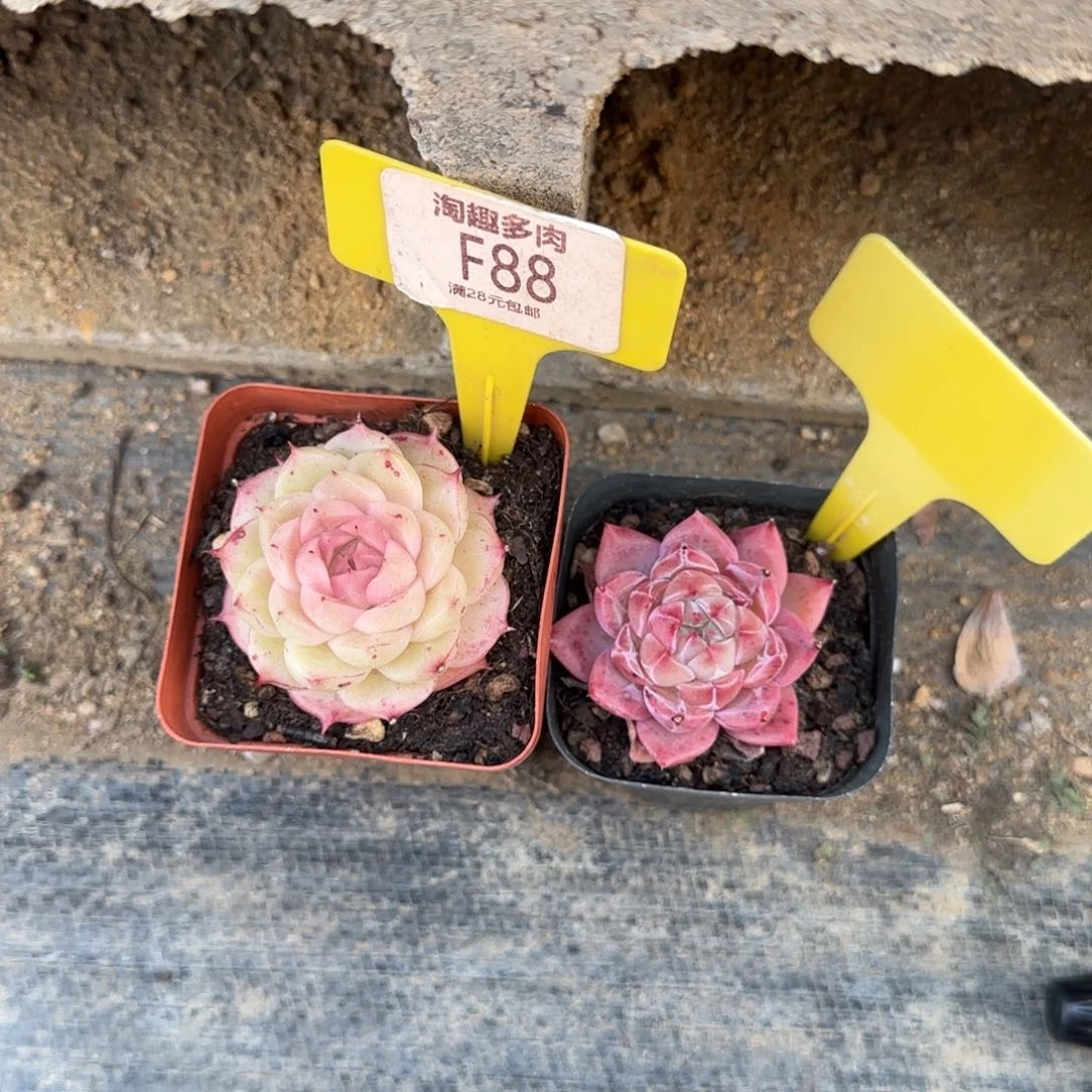 木*桐两颗多肉植物两盆