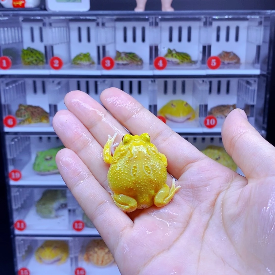 普***花角蛙角蛙3-10cm闪购专享链接