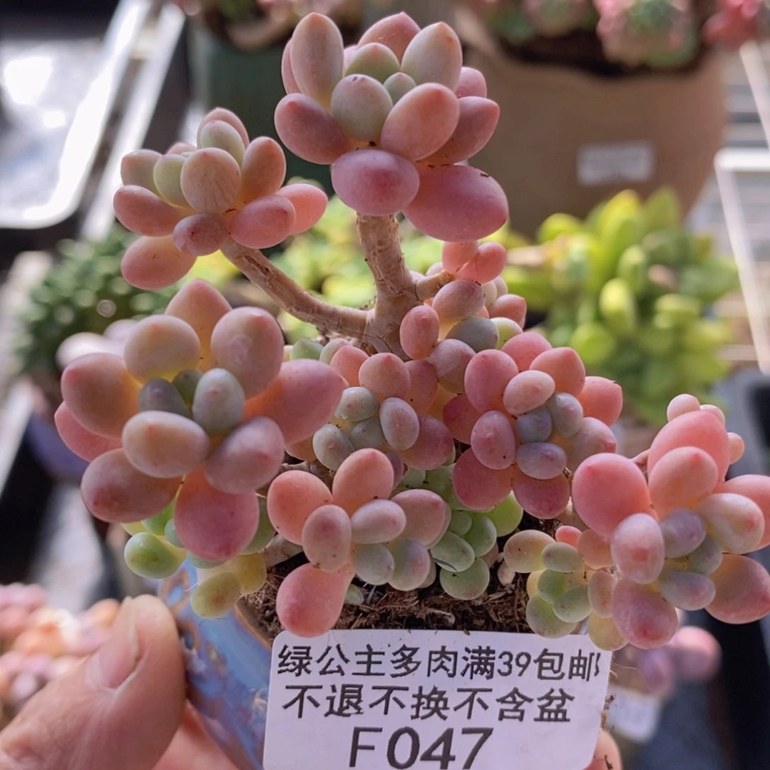 鱼子酱6cm047多肉植物