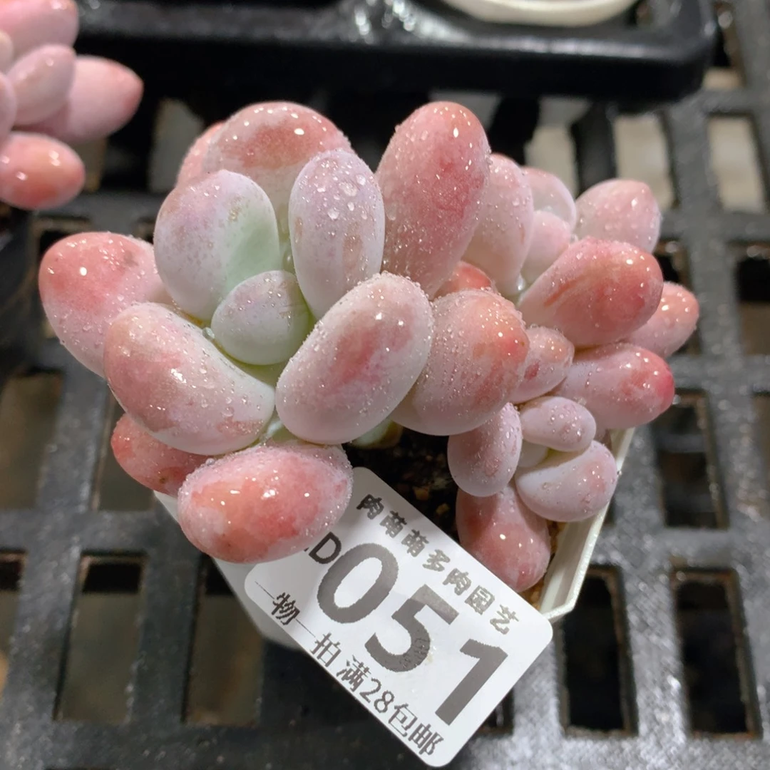 肉萌萌拇指盆精控多肉ZD051