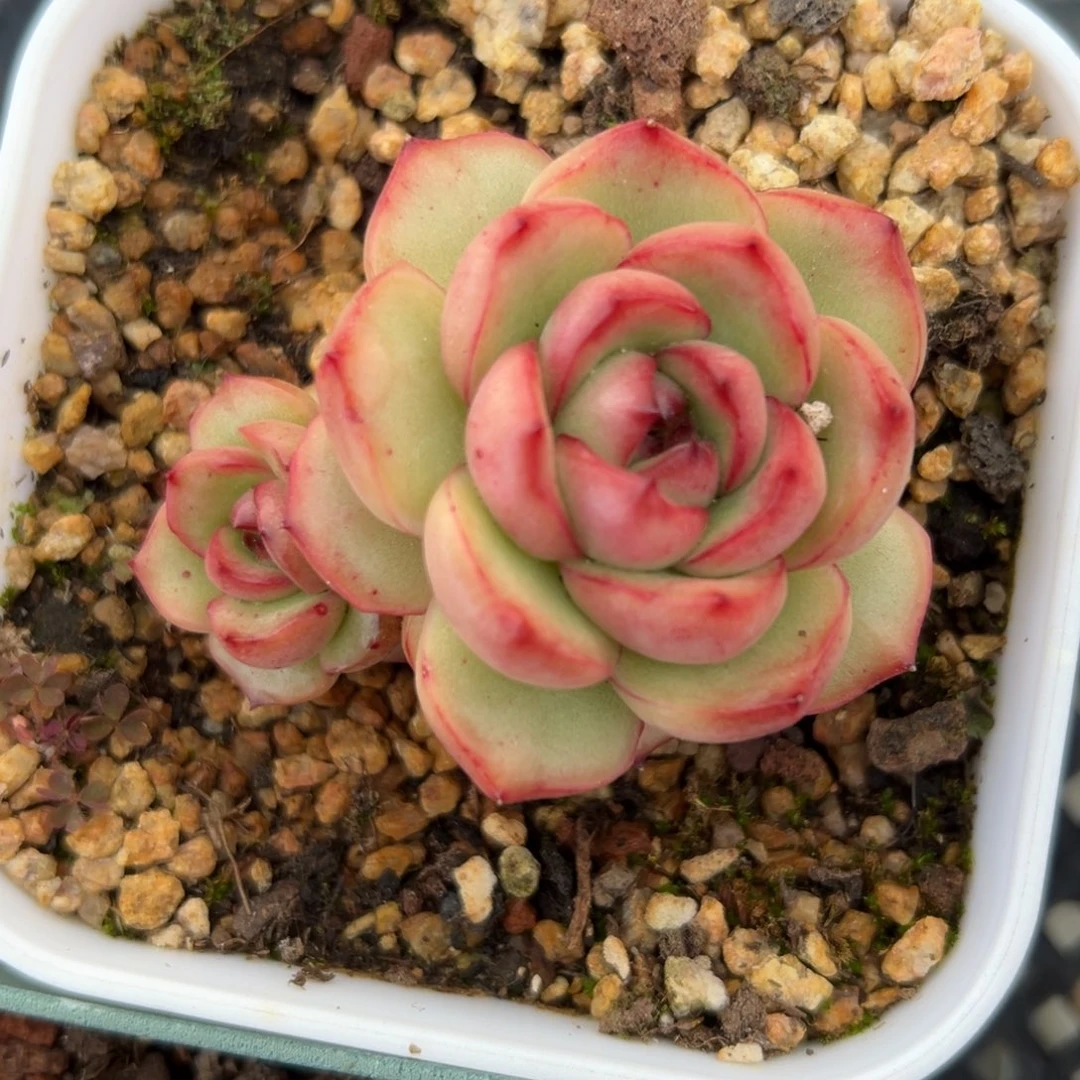 万宝龙小崽不包整精控多肉一物一拍