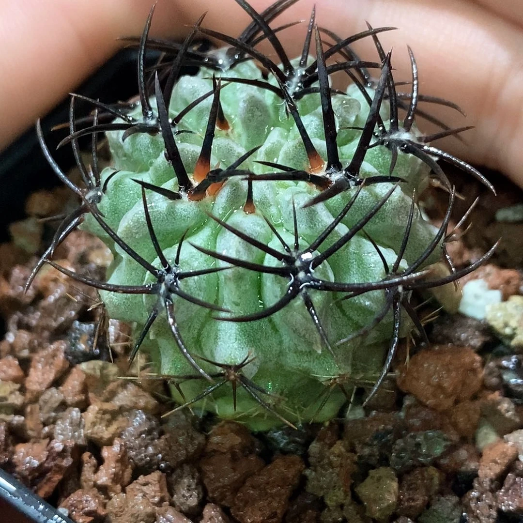 孤品实生特选株白肌素妆玉3.4cm