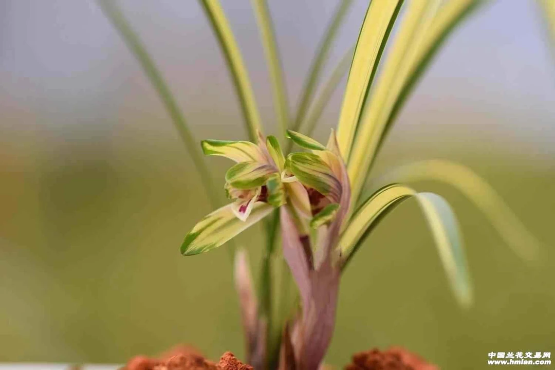 金泉-春兰艺草-硬化10个月-连体2苗-人工养殖