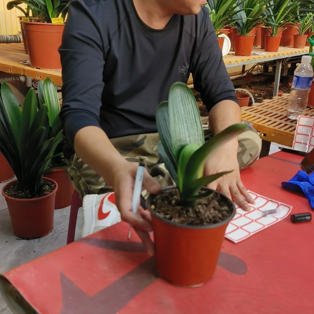 用***8当前无花栽培后可以开花