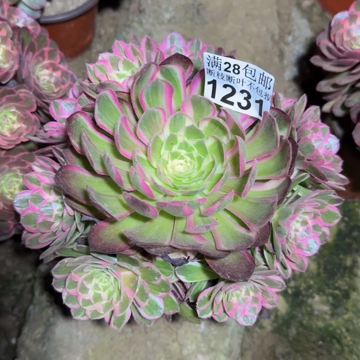 1231孔雀翎多肉植物