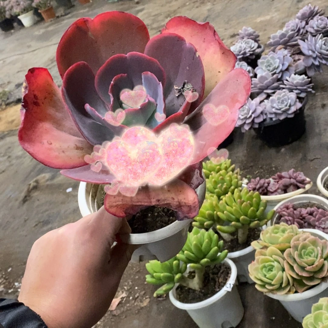 天空之城大单头老桩