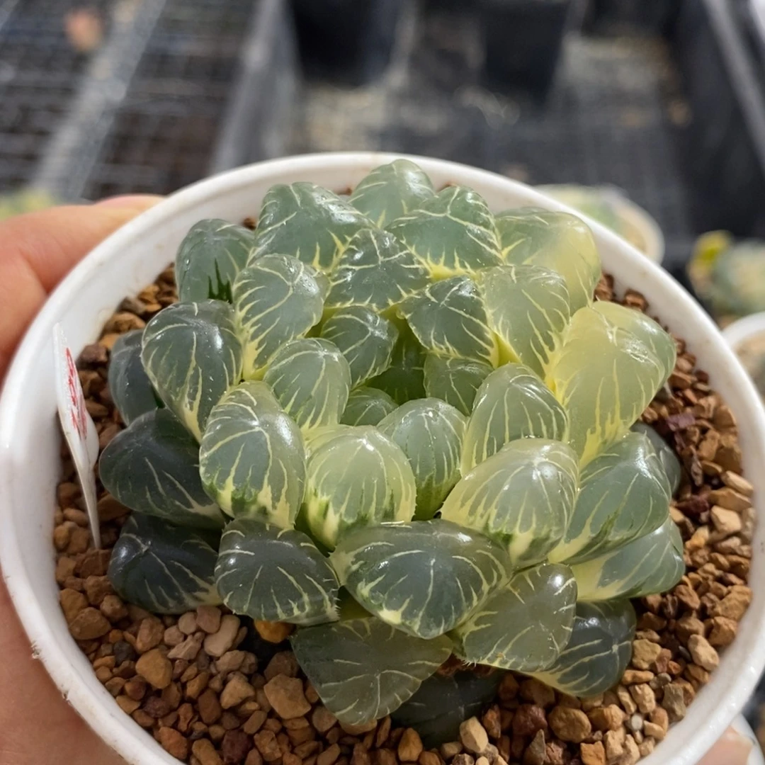 199湖斑湖水玉露锦