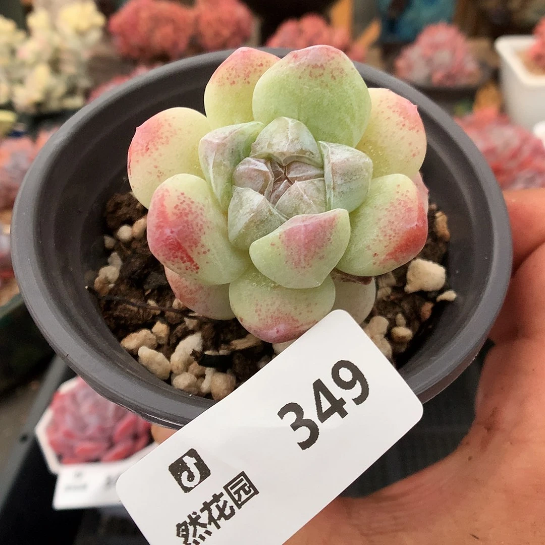 349冰玉多肉植物666