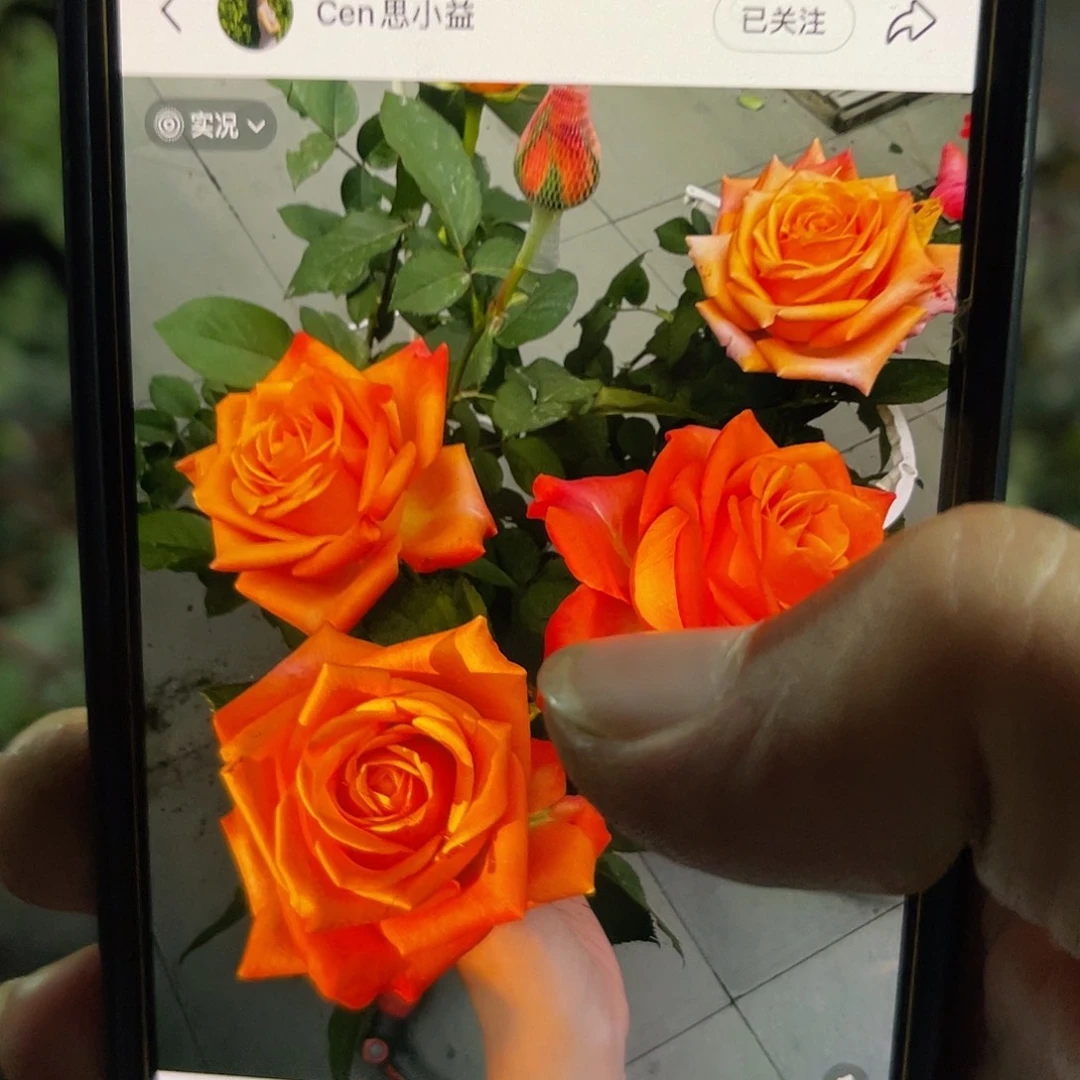 无花朵——阿罗哈 福利款