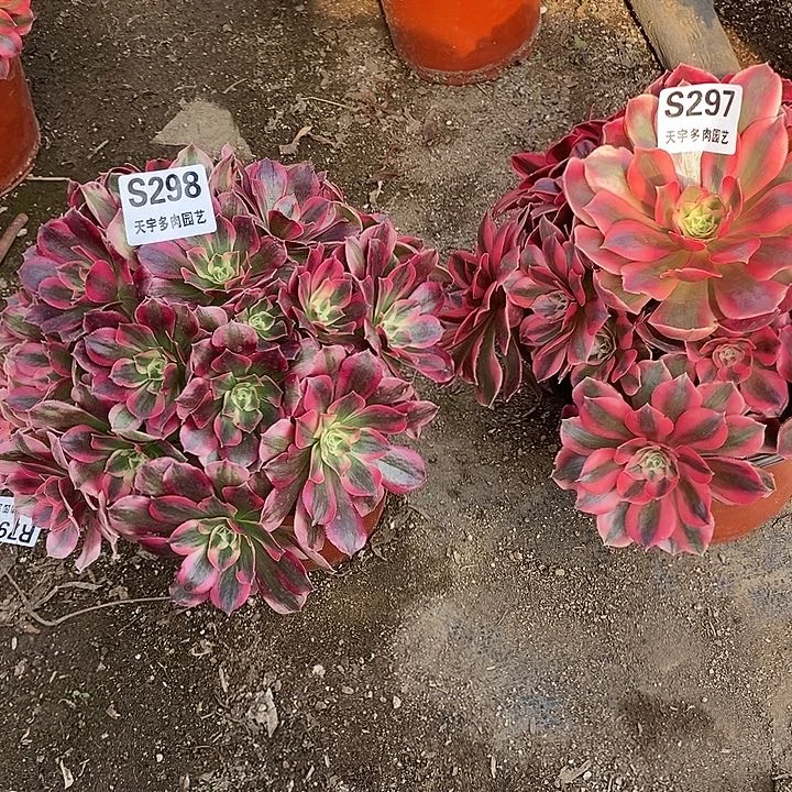 多肉植物套餐298。297多肉