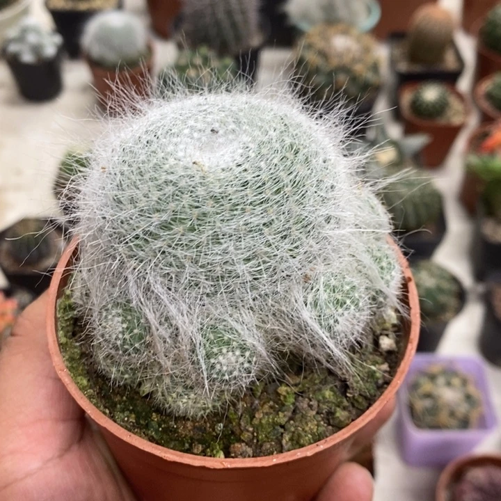 雪原玉翁特价福利