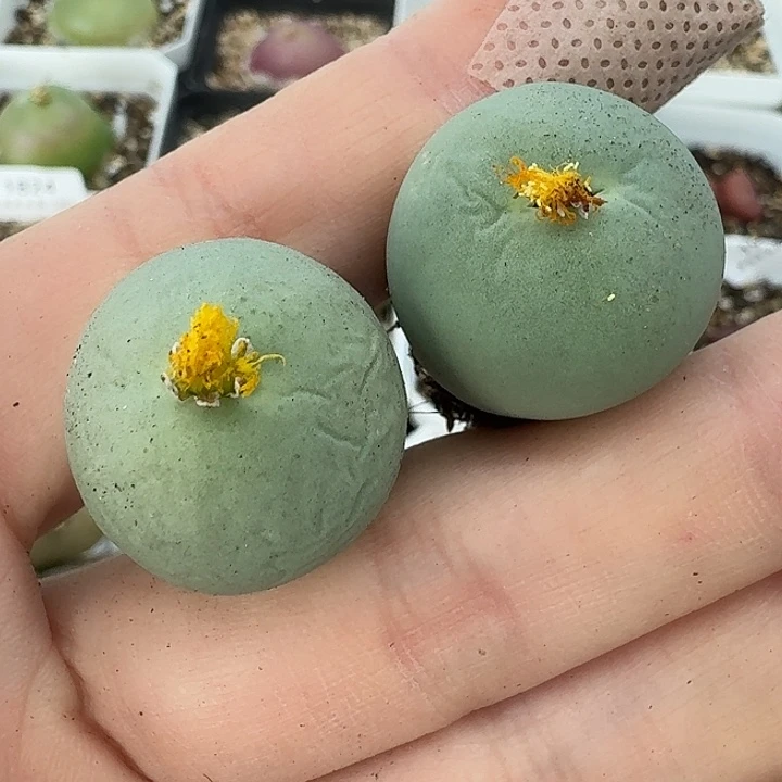 老马生石花2.2鸽子蛋1410