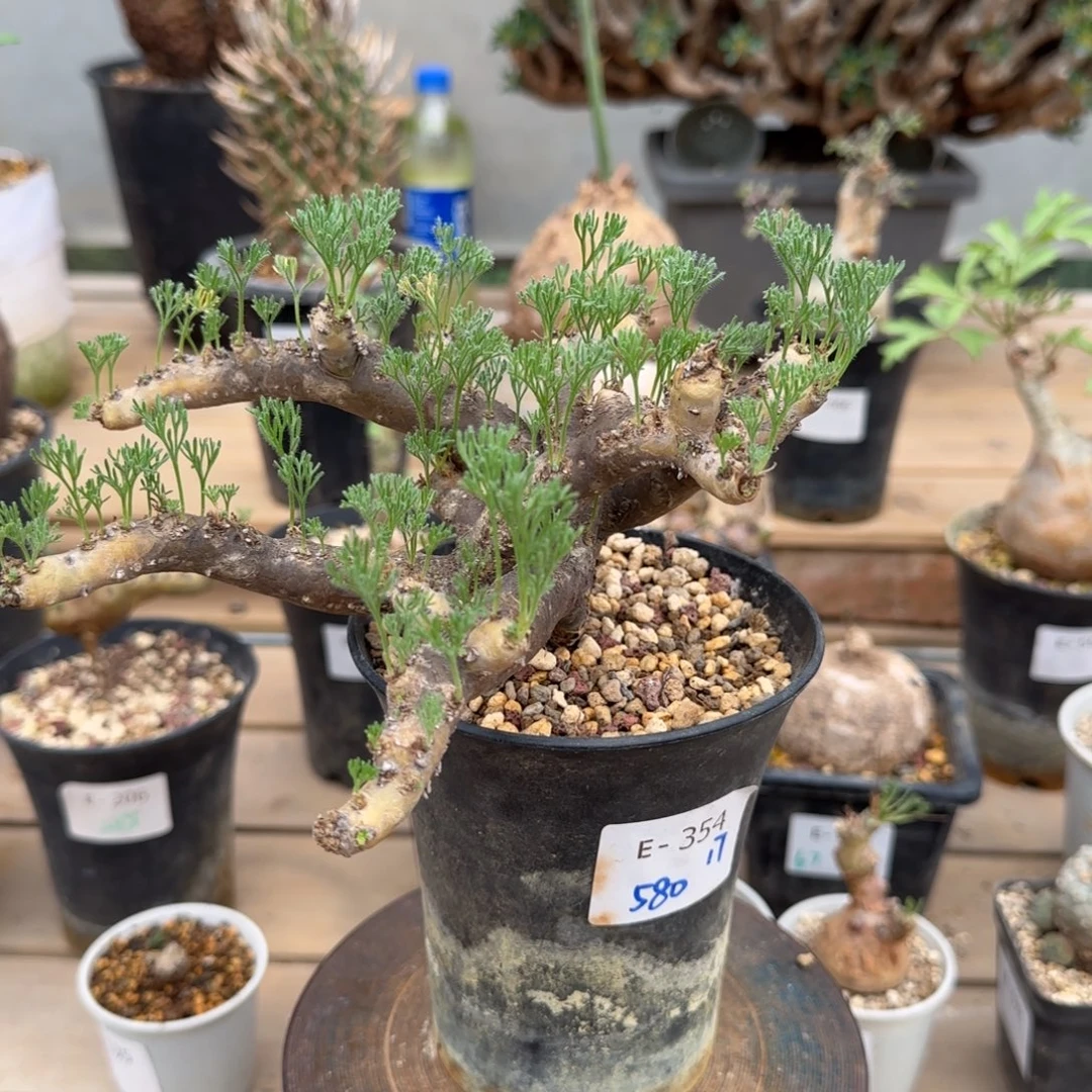 354黑皮月界块根植物