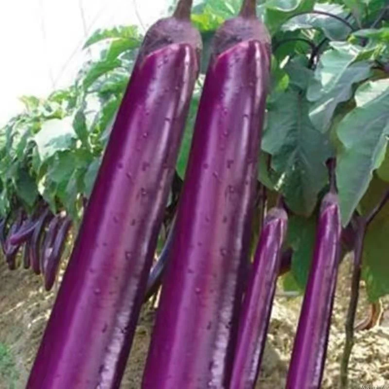 紫红长茄子苗茄子秧苗农丰三号紫长茄苗四季种植蔬菜苗包邮
