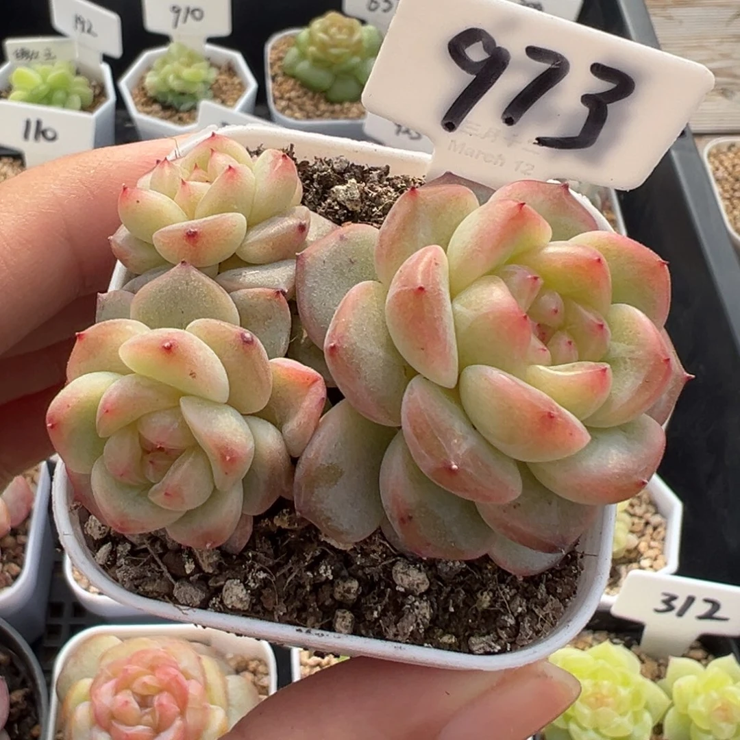 973号甜心3000 晗雨