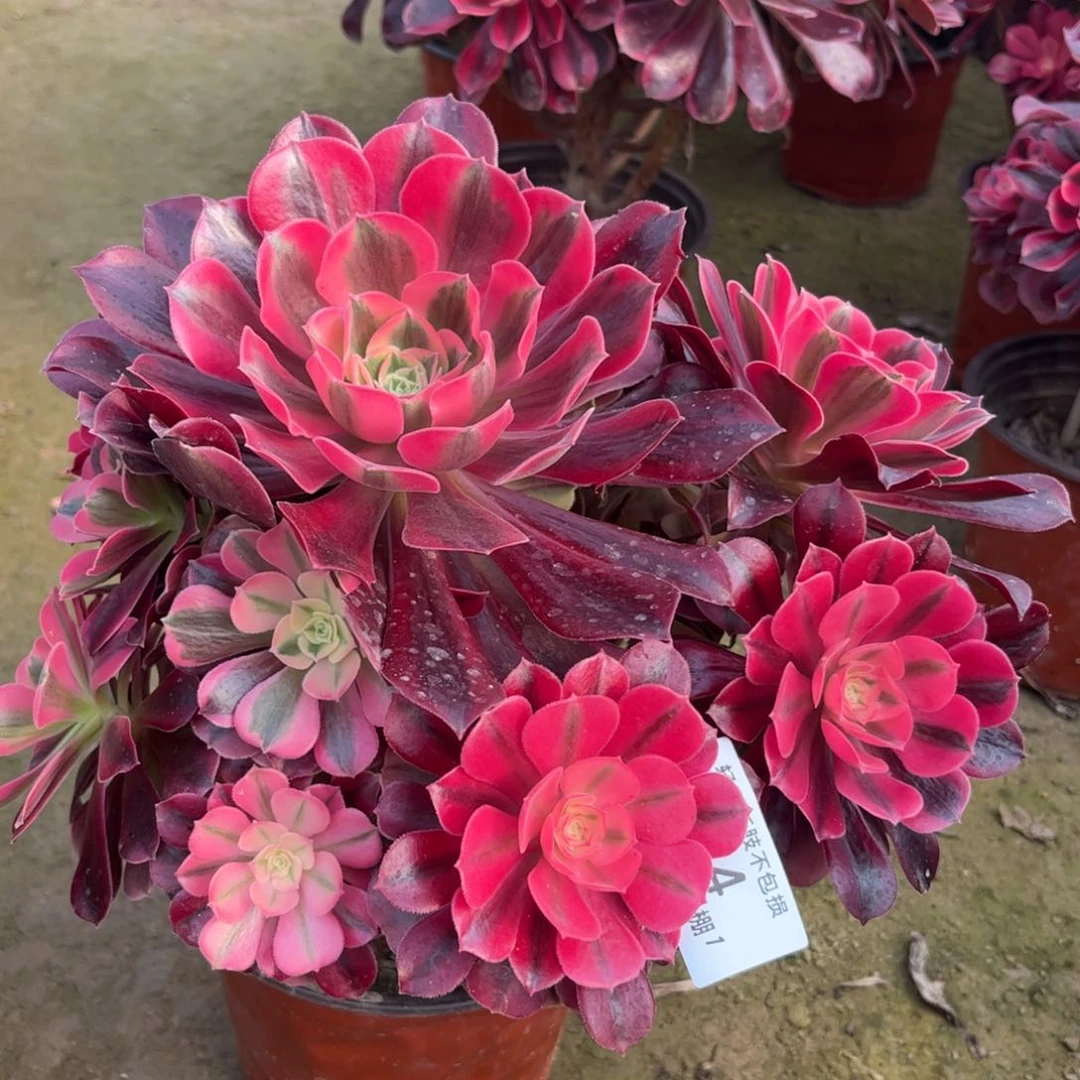 614美杜莎多肉植物法师