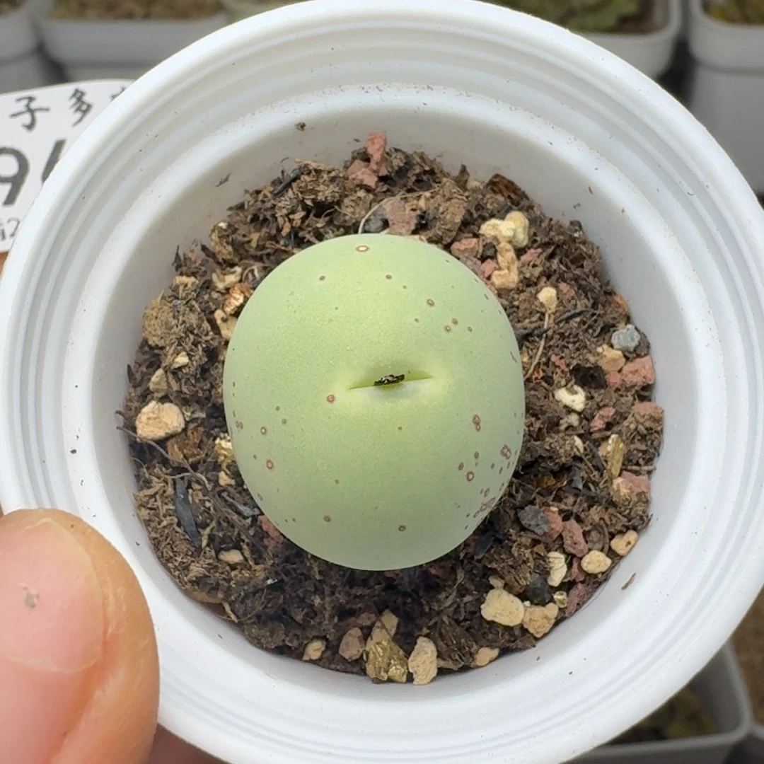 969鸽子蛋尺寸2.3带盆发货