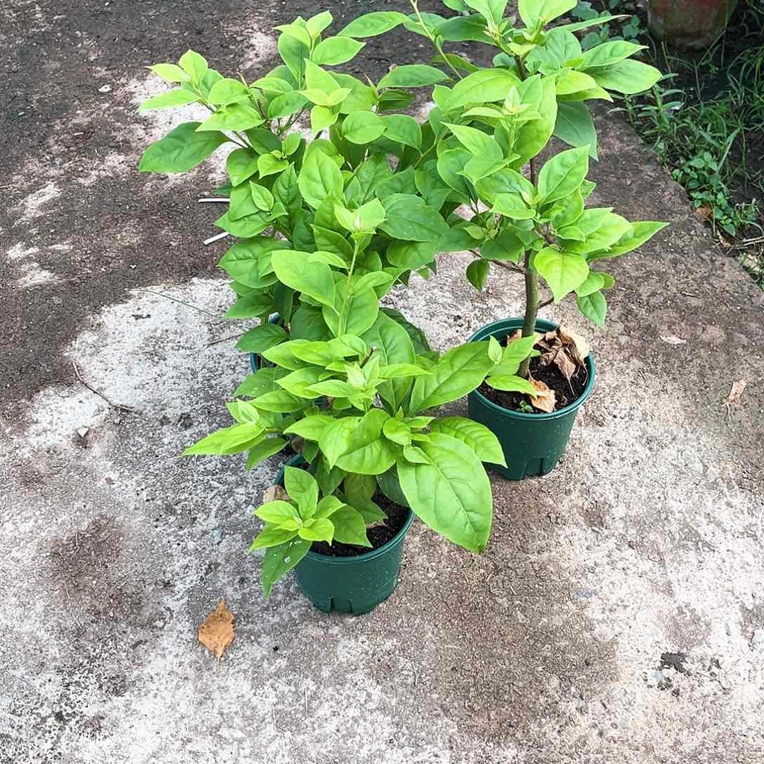 当前无花朵，栽培后可花朵粉苏瓦娜