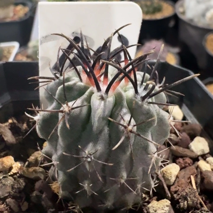 白肌素妆玉实生仙人球