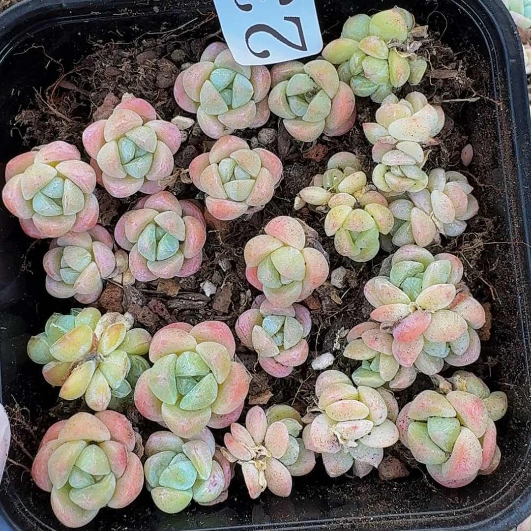 多肉植物多肉植物231