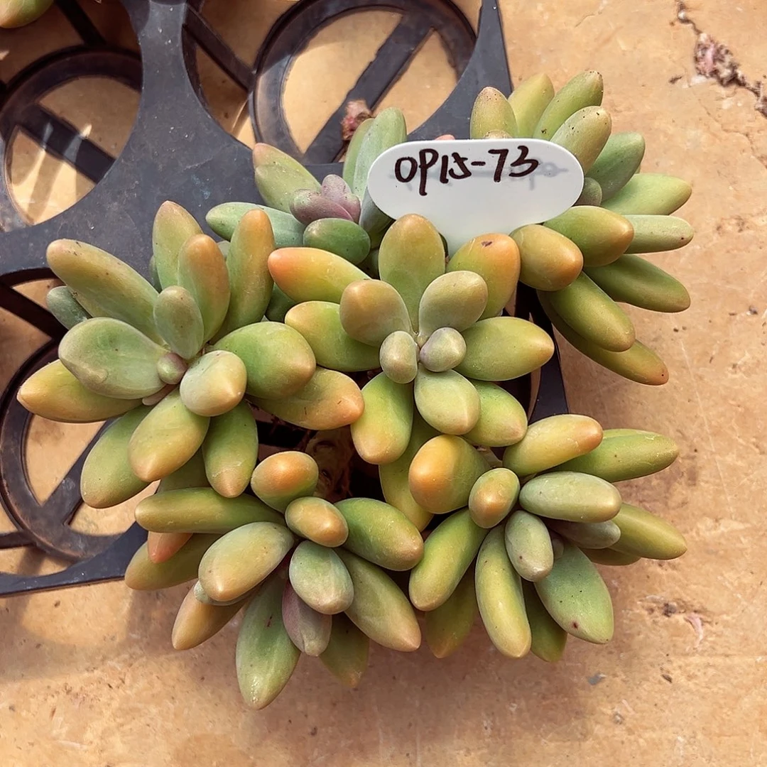 0915-73绝绝子糖果美人