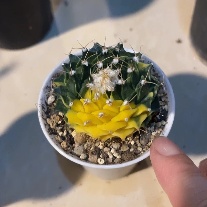 无花朵帝冠锦仙人球
