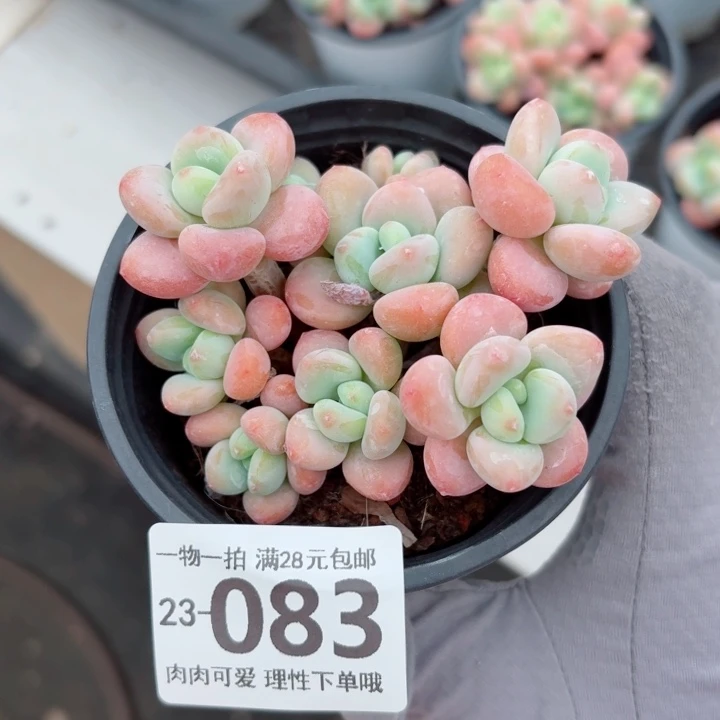 桔子洛神无盆土发货无盆土