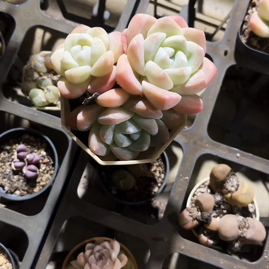 *****150多肉植物提取萃取剂中