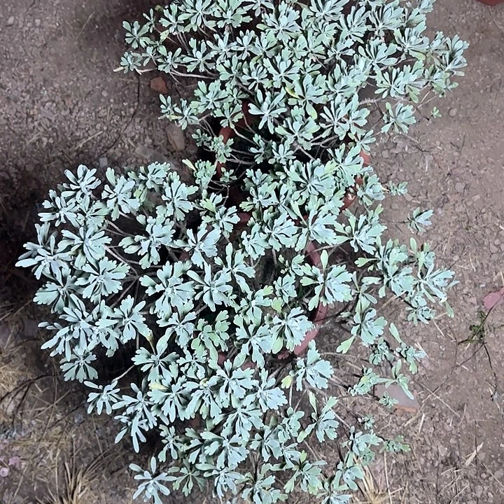 黔***艺哈哈哈哈哈带土球