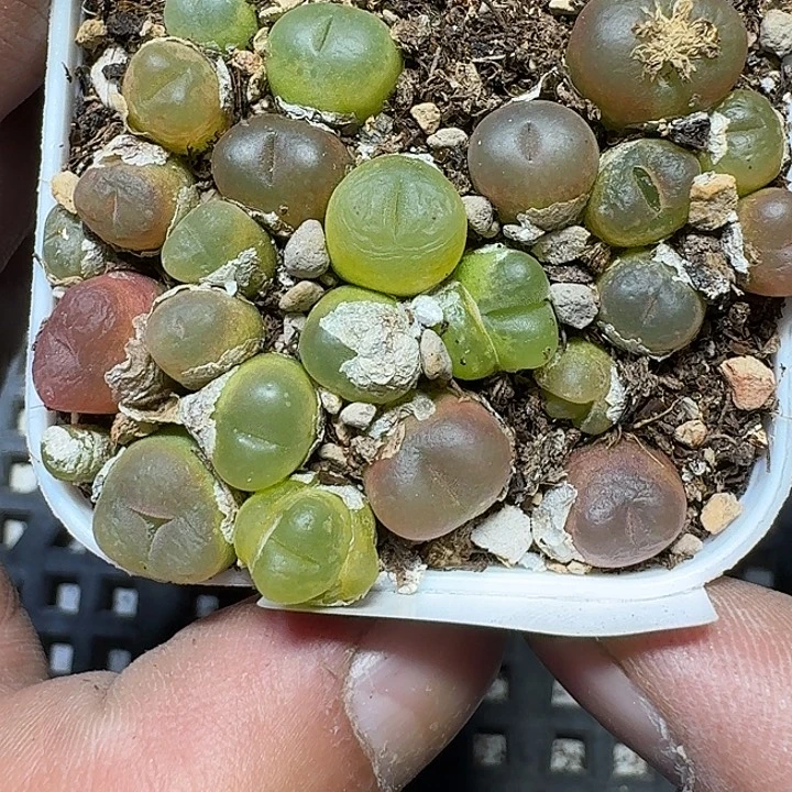 183 多肉植物多肉植物