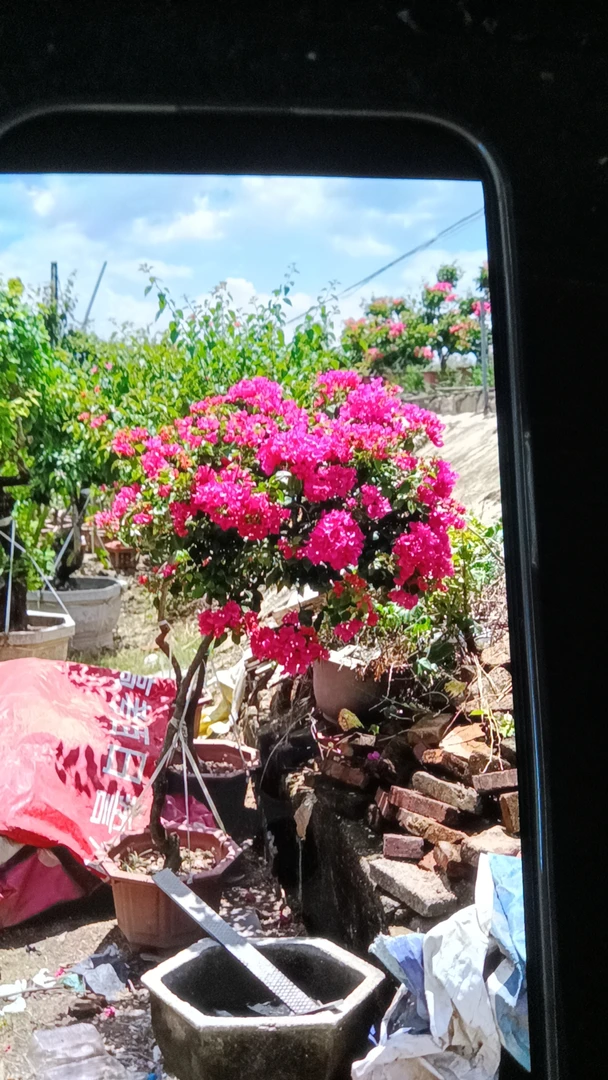 三角梅多品种多花色庭院盆栽好养护易爆花