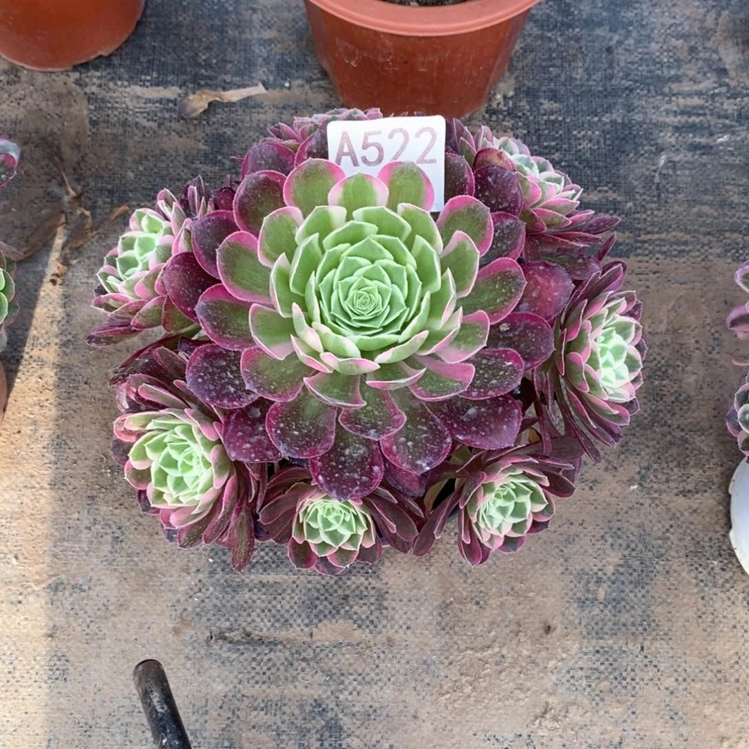 嫩桩孔雀翎522多肉法师植物