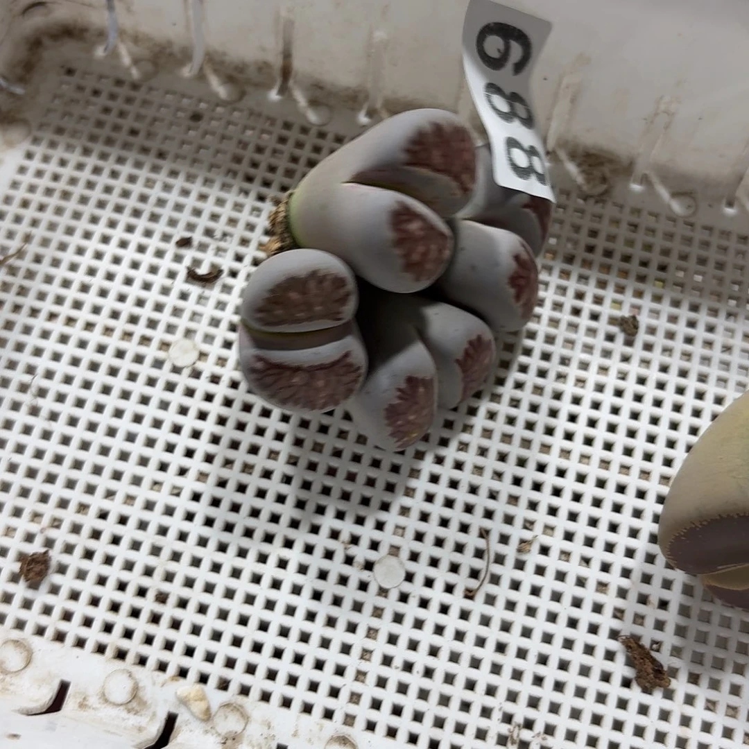 猪****生石花一物一拍688