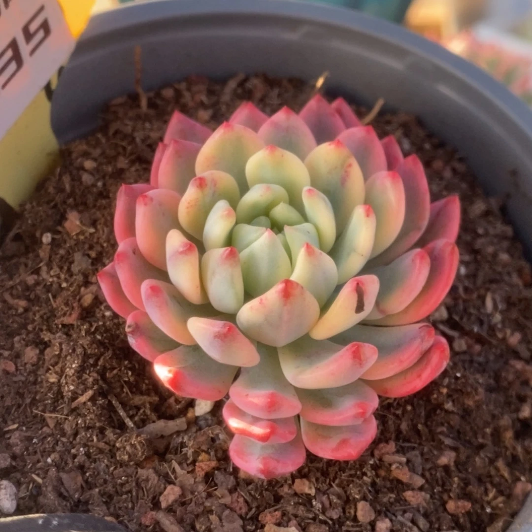 635蓝苹果锦锦锦锦