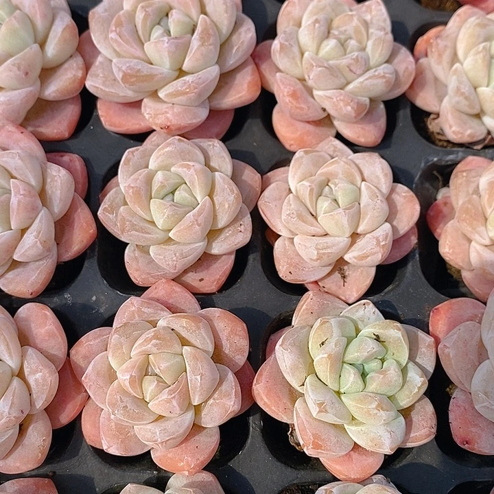 93-94 多肉植物盆栽花卉植物