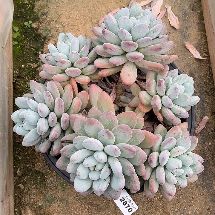 木***梓阿雅园艺。          2870香水