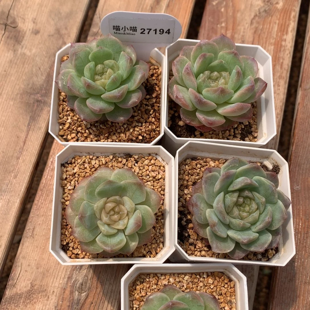 多肉植物糖心珍妮