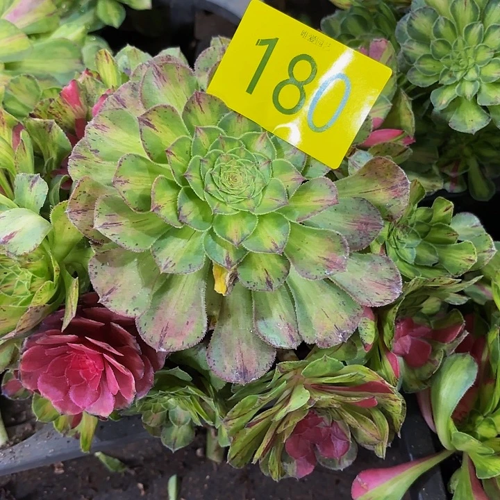 哈哈多肉葡萄福利180